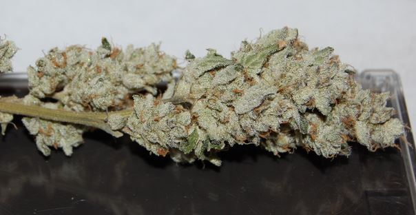 GSC