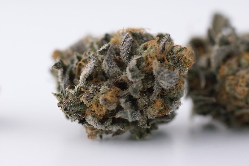 black-widow-marijuana-strain-2