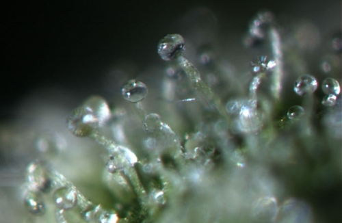 trichomes