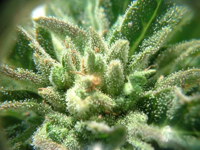 trichs3