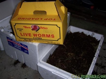 worm5