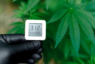 luchtvochtigheid cannabis levensfase wietplanten