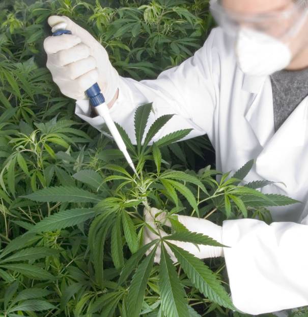 Meer wetenschappelijk onderzoek naar cannabis (THC en CBD) als medicijn is dringend noodzakelijk