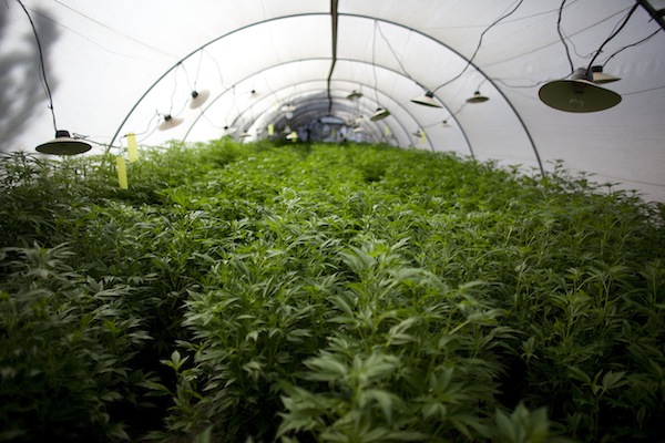 Israel Pioneers Use Of Medical Marijuana