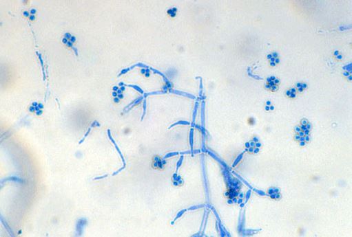 Trichoderma
