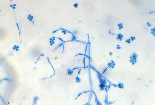 Trichoderma