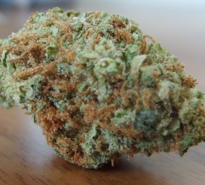 White-Widow