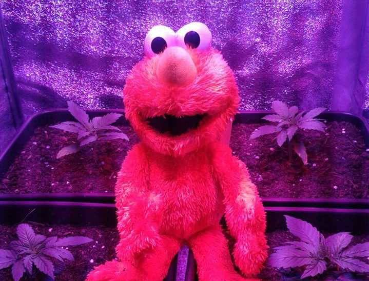 elmo