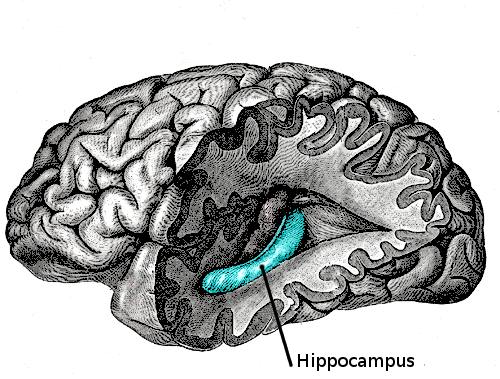 hippocampus