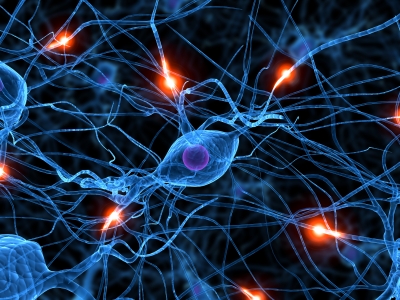 neurogenese