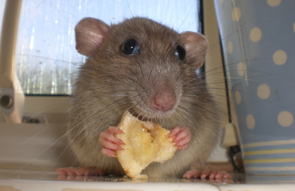 rat koekje