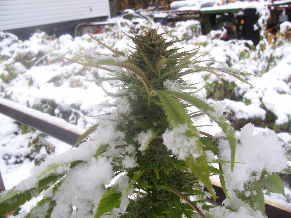 Misschien toch maar buiten kweken in de winter? (Foto: Growery)