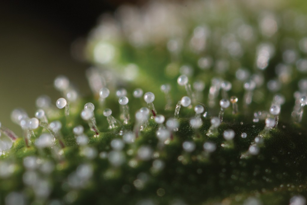 wittetrichomes