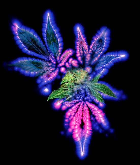 Marijuana Leaf and bud