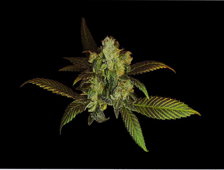 scannabisart8