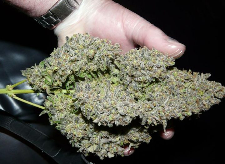Как удалить фото на аве в тгк Bud Babe: Spliff's Strawberry - CNNBS.nl