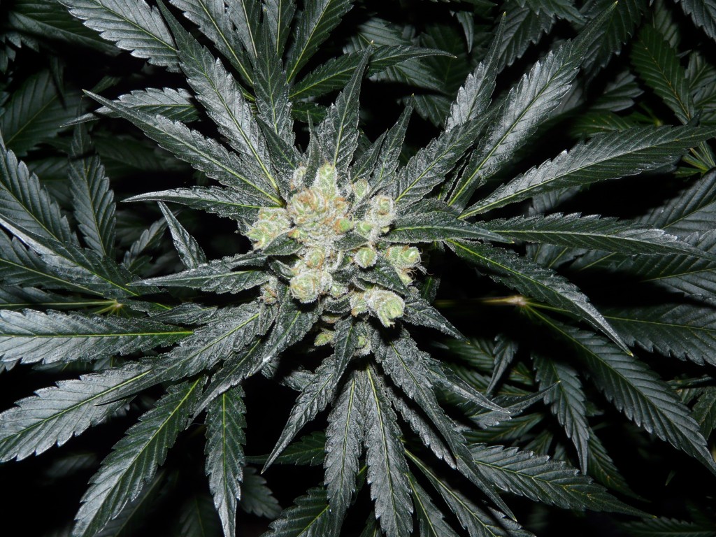 24K Gold week9 033