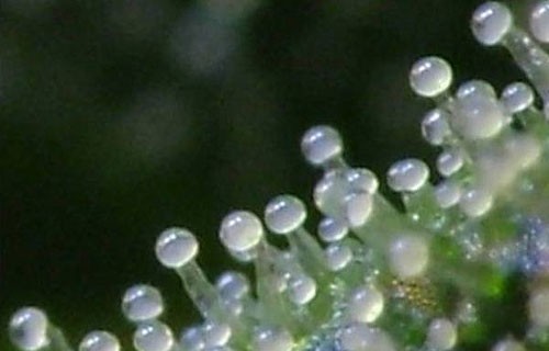 trichs-milky