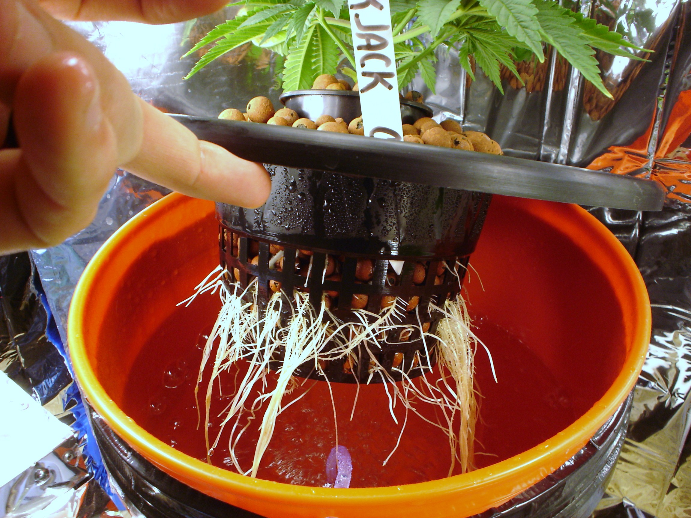 Выращивание конопли способом гидропоники курить марихуану в 11 лет