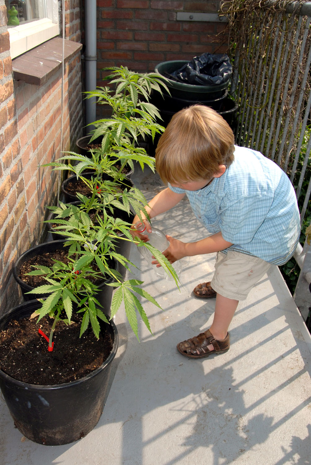 Buiten autoflowers kweken is kinderspel