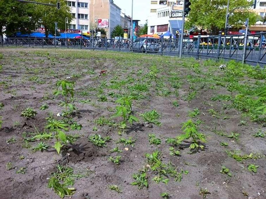 De betreffende rotonde in Berlijn, met nog wat schamele restanten van de 700 wietplanten