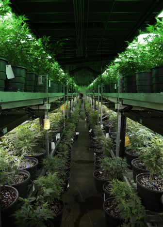 INEWS102 - Pot plants line racks at Medicine Man, a marijuana dispensary and retailer, in Denver on Wednesday, Aug. 6, 2014. Policymakers in Colorado are considering changes to the state's production limits on legal marijuana to combat the sale of pot in unregulated markets.(Joe Mahoney/Rocky Mountain PBS I-News)