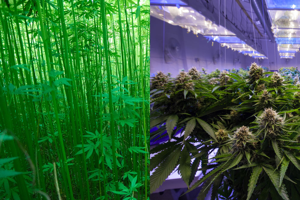 Dit is het verschil tussen hennep en wiet - CNNBS.nl