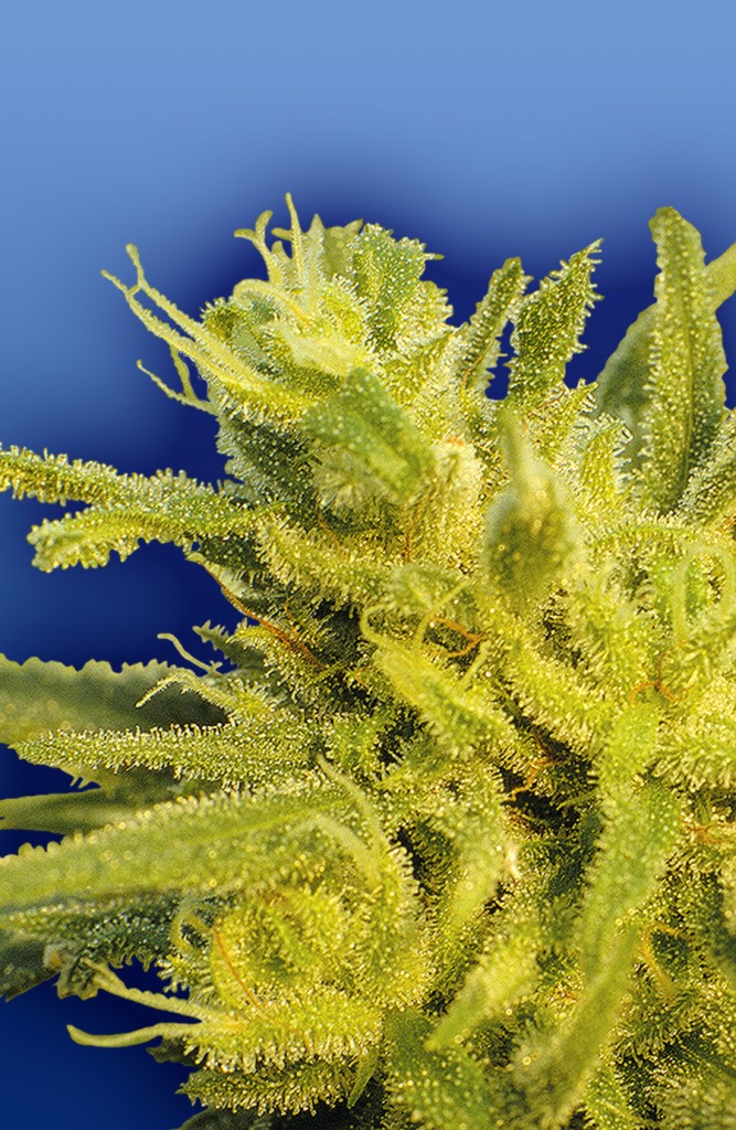 the-original-haze-xl