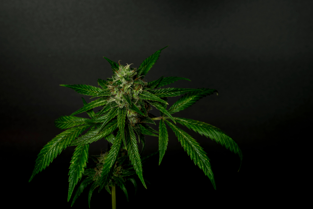 Dit is het verschil tussen hennep en wiet - CNNBS.nl