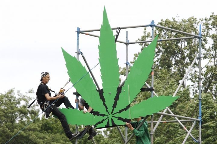 Mega wietblad Cannabis Bevrijdingsdag 2015 02