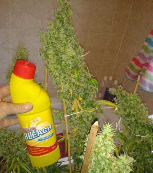 Чем лучше удобрять марихуану голландские семена цветов почтой