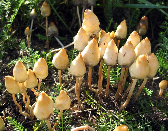 Onkruid, wiet, paddenstoelen... jawel: sex, drugs en rock 'n roll!