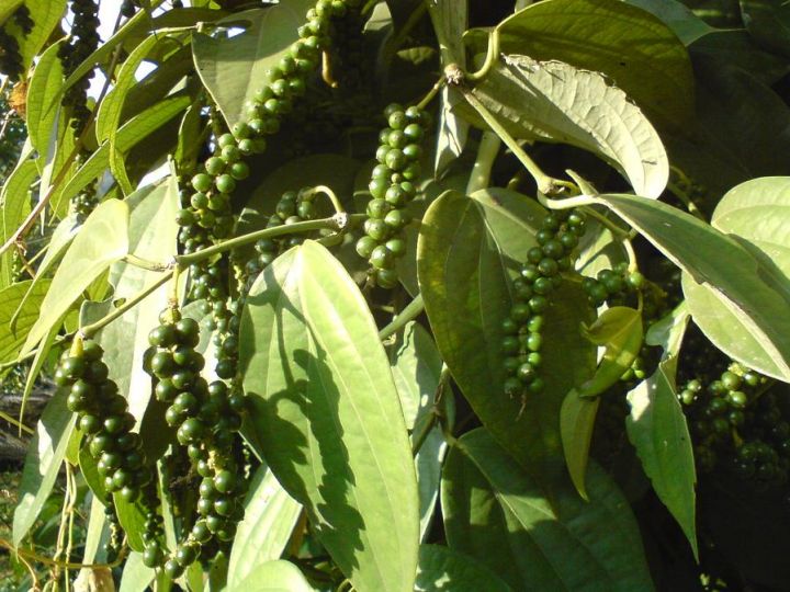 De zwarte peper is als ie nog aan de plant zit net zo groen als onze favoriete plant...