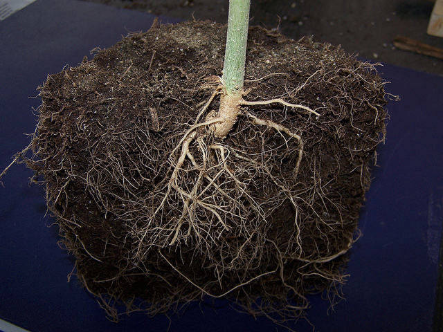 как укрепить корни конопли