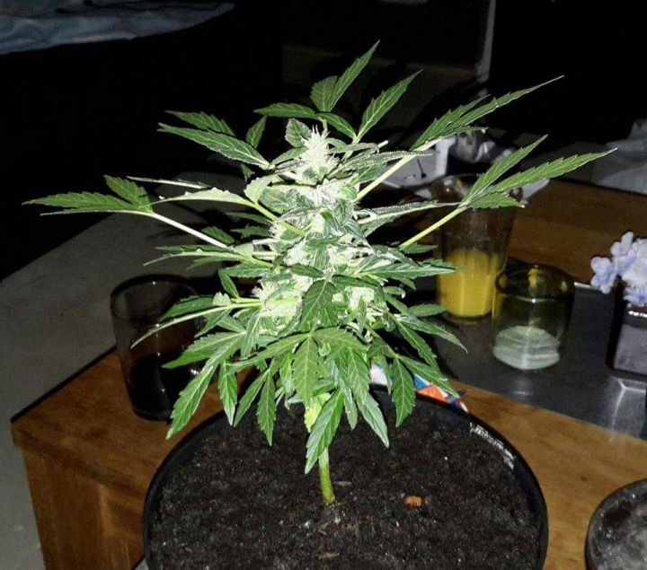 auto-northern-lights