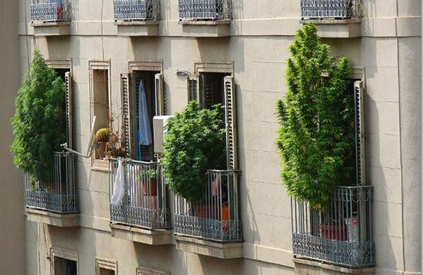 Beroemde foto van wietteelt op een Spaans balkon, maar volgens de nieuwe veiligheidswet kan dit niet meer...
