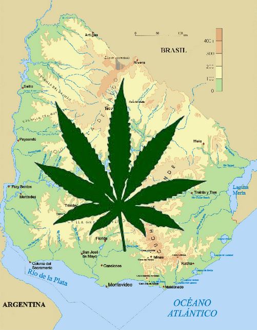 Uruguay heeft geschiedenis geschreven als eerste land op aarde waar cannabis volledig legaal werd, maar in de praktijk mankeert er nog veel aan de uitvoering van de mooie plannen...