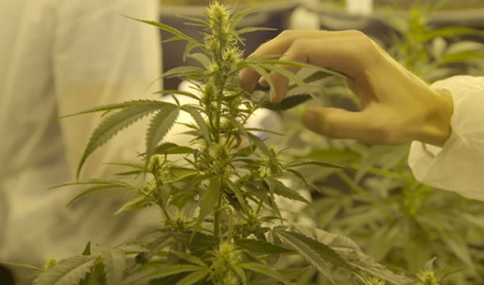 Twee (positieve) reportages op tv over medicinale cannabis in België, in het programma Koppen