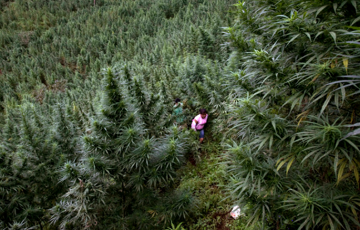 Een wietveld in de bergen van Colombia. Tot 20 planten voor eigen gebruik is er nu gedecriminaliseerd