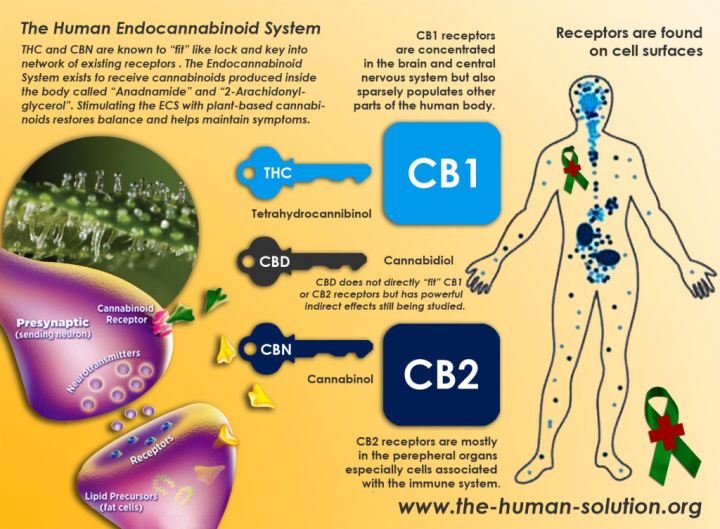 endocannabinoide systeem