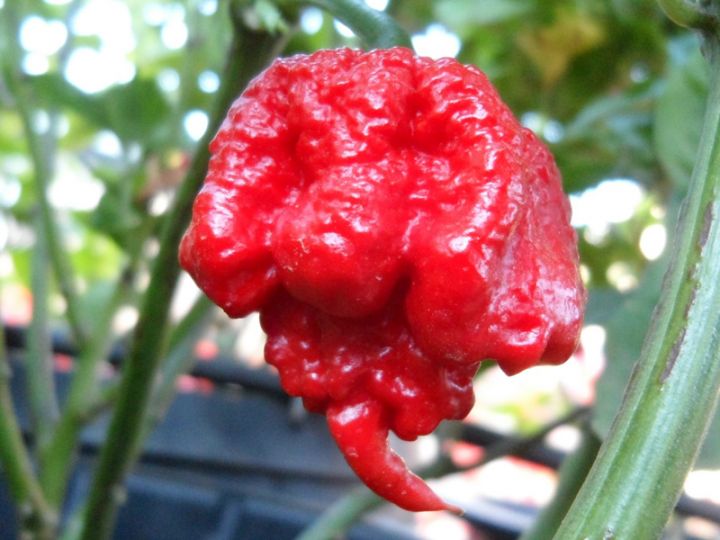 De Carolina Reaper is officieel wereldrecordhouder 'heet zijn'