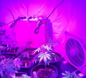 PLants-onder-420-sunfactor-25-Oct-2014-p