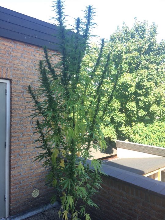 hogeplant