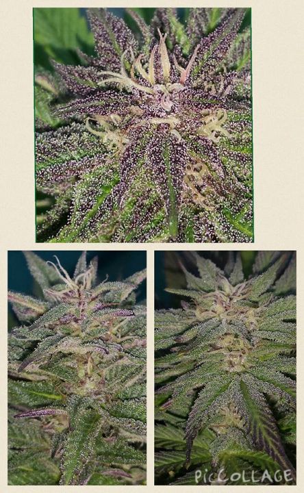 Different Pheno's from Dutch Charlottes