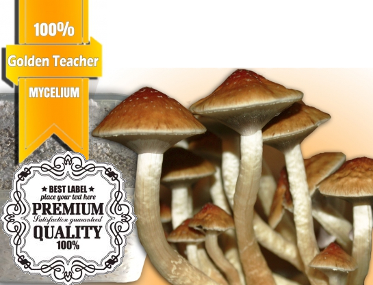 Golden teacher mycelium growkit (1)