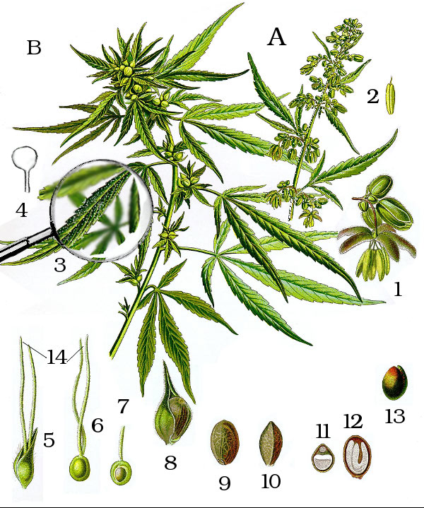 Отличить мужские семена марихуаны женских быстрорастущая сатива конопли