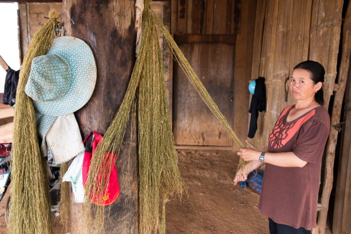 Hennep is van oudsher een landbouwproduct in Thailand [foto: SOMRERK KOSOLWITTHAYANANT / Shutterstock.com]