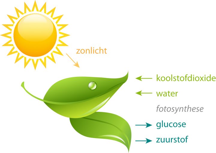 fotosynthese