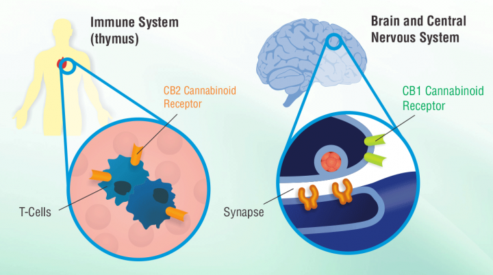 immune-system-brain