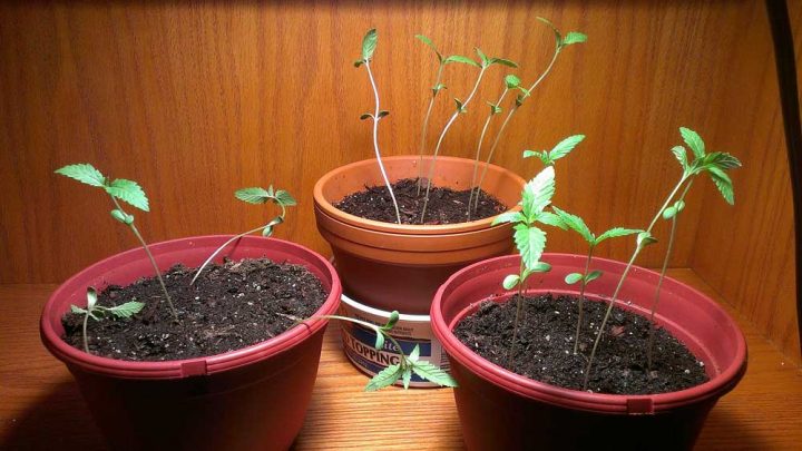 too-tall-seedlings